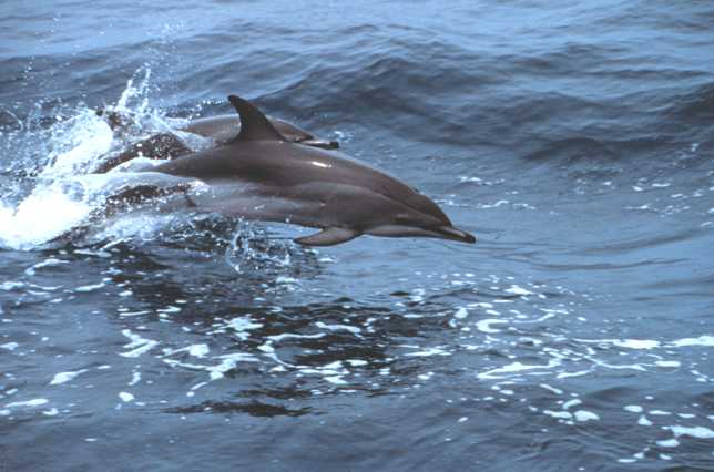 Clymene.dolphins - Clymene dolphin,short-snouted spinner dolphin (Stenella clymene).jpg