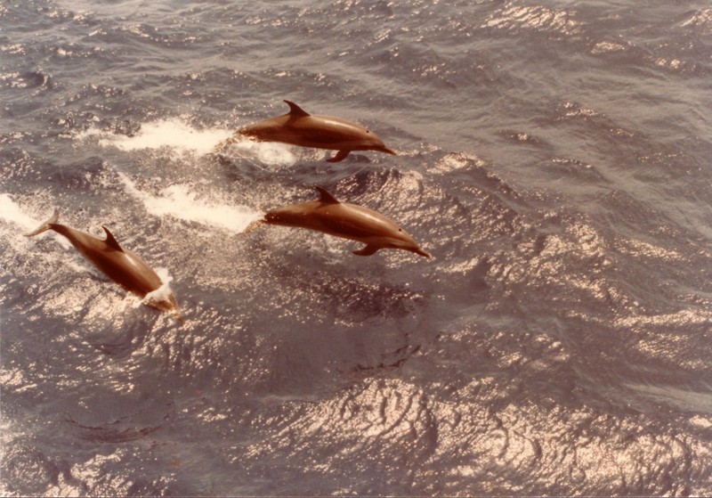 Stenella.attenuata.porpoising - pantropical spotted dolphin (Stenella attenuata), dolphins.jpg