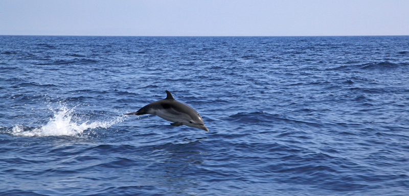 Dauphin observé sur le talus continental - striped dolphin (Stenella coeruleoalba).jpg