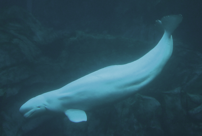 Beluga03 - beluga whale, white whale (Delphinapterus leucas).jpg