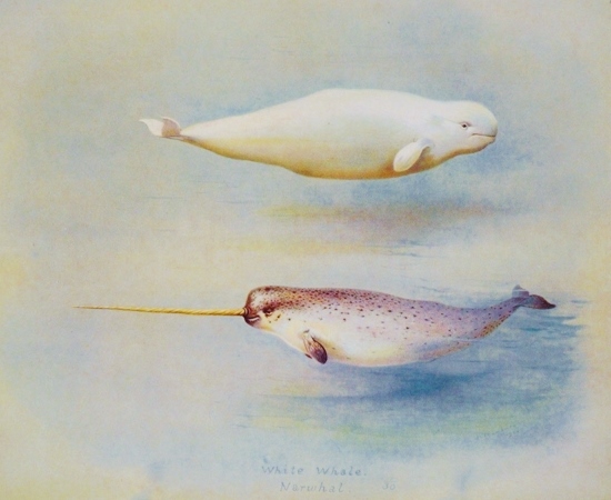 White Whale Narwhal 150 - beluga, narwhal, narwhale, unicorn whale (Monodon monoceros).JPG