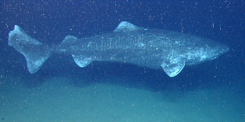 Somniosus microcephalus okeanos - Greenland shark (Somniosus microcephalus), grey shark.jpg