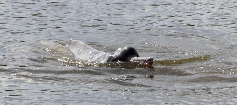 Inia araguaiensis - Araguaian river dolphin, Araguaian boto (Inia araguaiaensis).jpg
