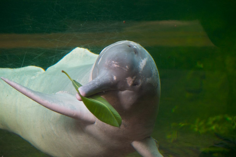 Amazon river dolphin - pink dolphin, boto, Amazon river dolphin (Inia geoffrensis).jpg