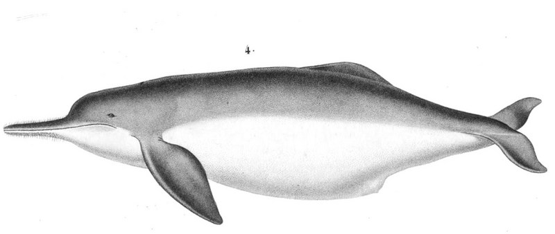 Inia geoffrensis boliviensis 1847 - Bolivian river dolphin (Inia geoffrensis boliviensis or Inia boliviensis).jpg