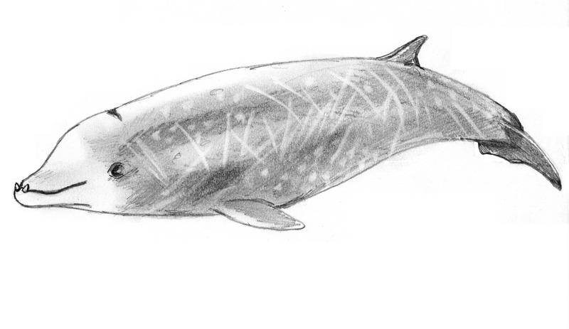 Wal Cuviera - Cuvier's beaked whale, goose-beaked whale (Ziphius cavirostris).jpg