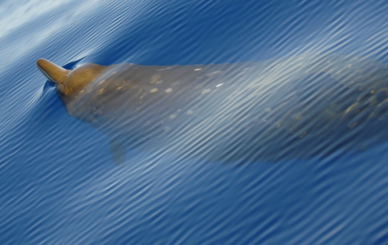 Beaked Whale - Blainville's beaked whale (Mesoplodon densirostris).jpg