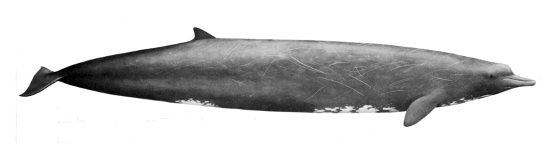 Berardius bairdii - Baird's beaked whale (Berardius bairdii).jpg