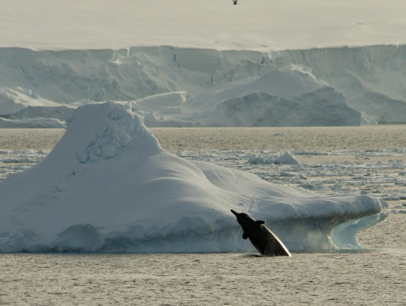 Arnoux's beaked whale in Antarctica - Arnoux's beaked whale (Berardius arnuxii).jpg