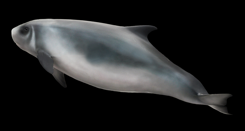 Kogia sima - dwarf sperm whale (Kogia sima, Kogia simus).jpg