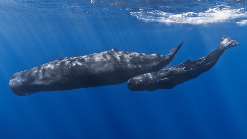 Mother and baby sperm whales - sperm whale, cachalot (Physeter macrocephalus).jpg