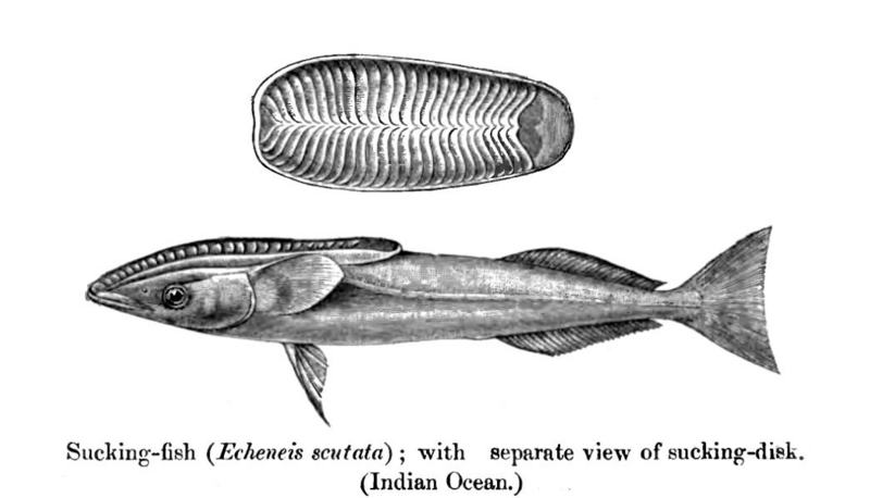 Echeneis.Scutata - whalesucker, Remora australis.jpg