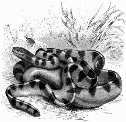Hydrophis - Brehms - annulated sea snake, blue-banded sea snake (Hydrophis cyanocinctus).jpg