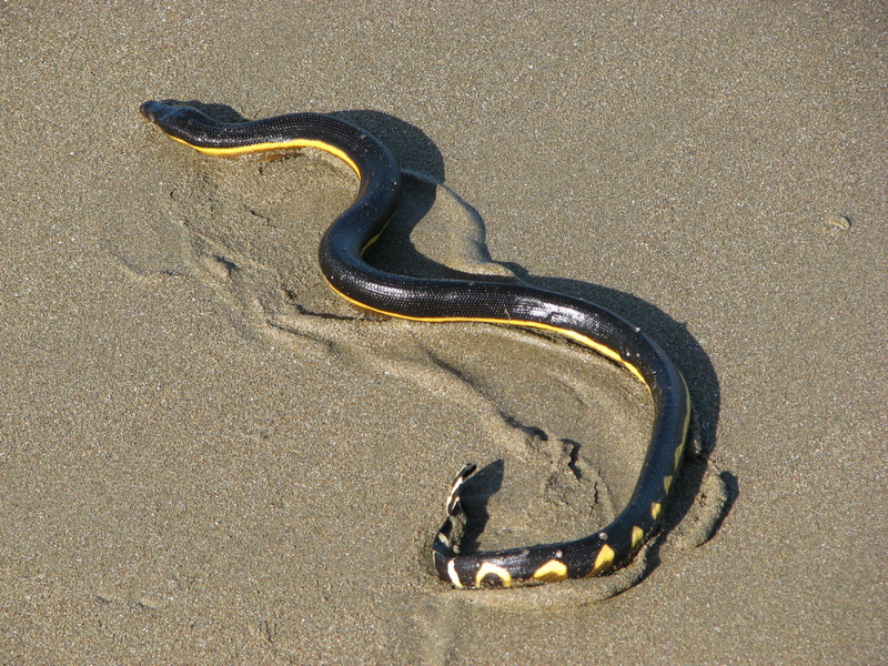 Pelamis platura, Costa Rica - yellow-bellied sea snake (Hydrophis platurus).jpg