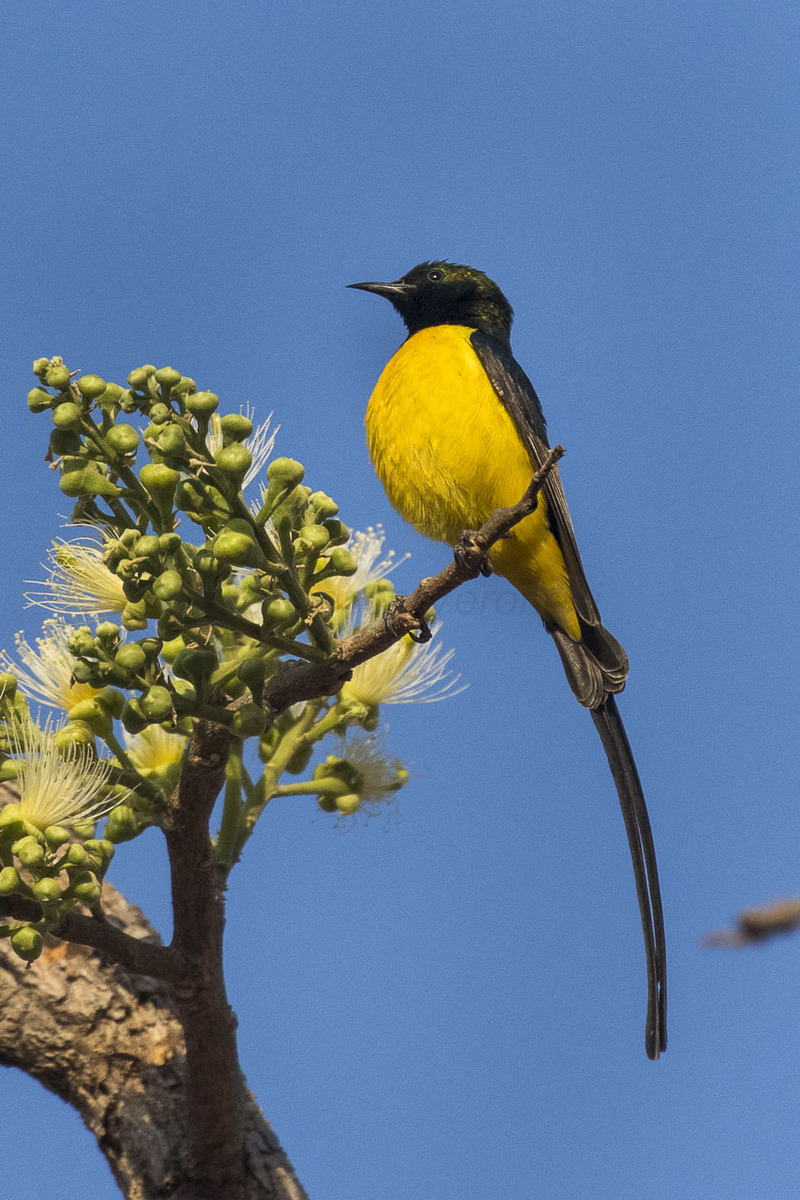 Pygmy Sunbird - Gambia (32496575862) - pygmy sunbird (Hedydipna platurus).jpg