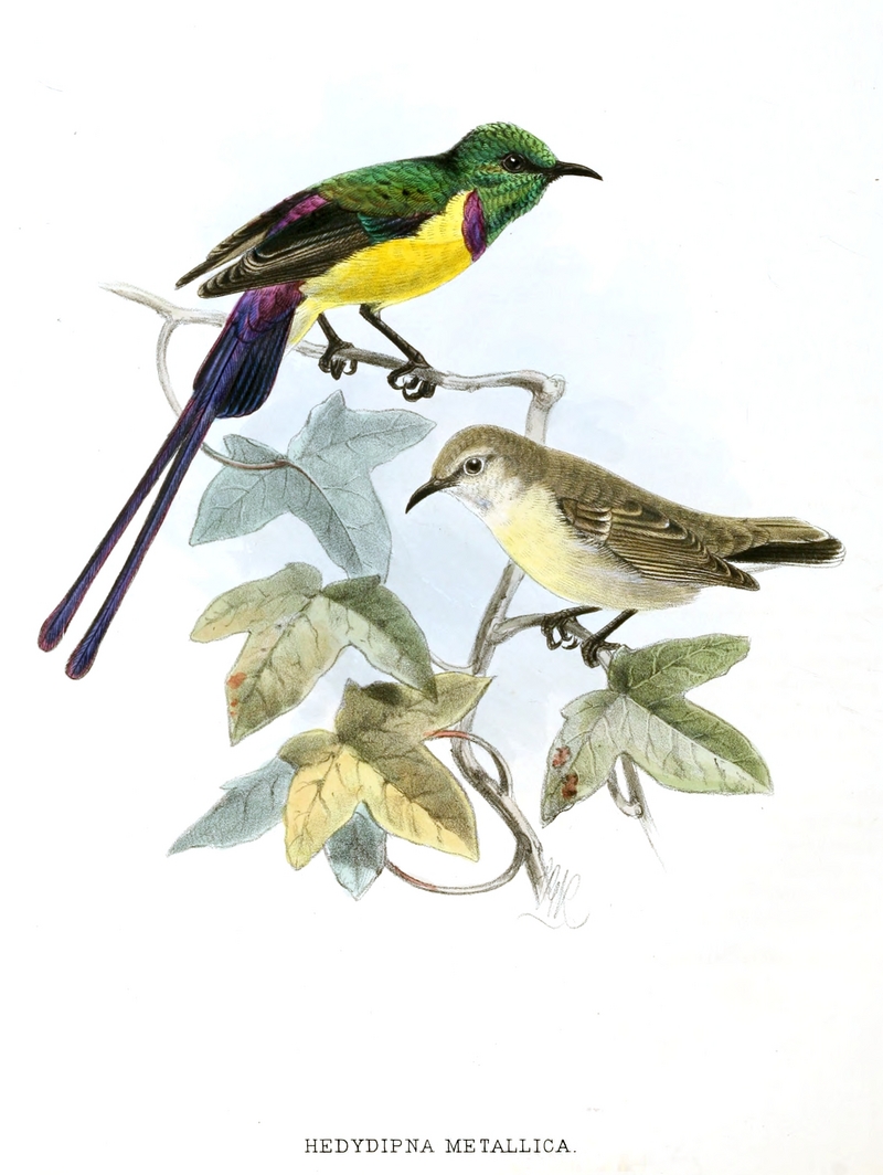 Hedydipna metallica Keulemans - Nile Valley sunbird (Hedydipna metallica).jpg