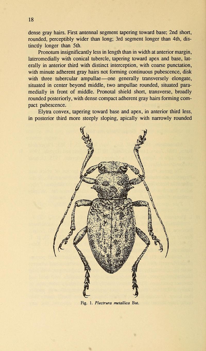 Cerambycidae of Northern Asia (Page 18) BHL32145414 - Plectrura metallica (metallic longhorn).jpg
