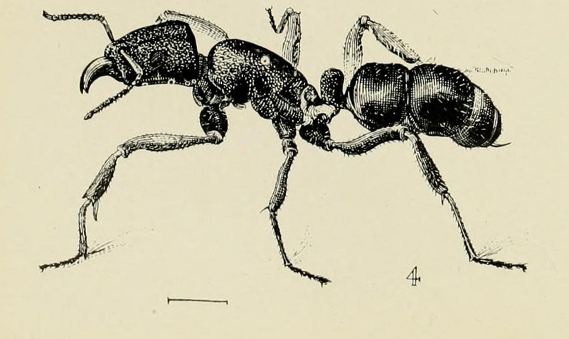 Rhytidoponera metallica in Australian insects Froggatt 1907  - green-head ant (Rhytidoponera metallica).png