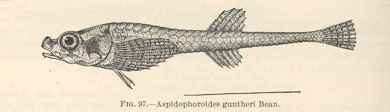 FMIB 39384 Aspidophoroides guntheri Bean - Arctic alligatorfish (Ulcina olrikii, Aspidophoroides olrikii).jpeg