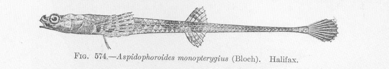 FMIB 52146 Aspidophoroides monopterygius (Bloch) Halifax - Aspidophoroides monopterygius (alligatorfish).jpeg