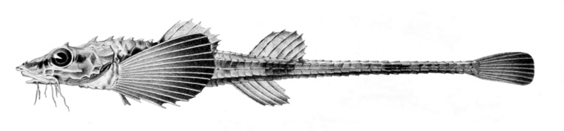 Leptagonus decagonus1 - Leptagonus decagonus (Atlantic poacher).jpg