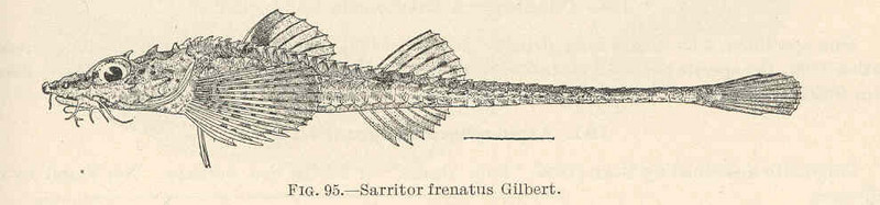 FMIB 39399 Sarritor frenatus Gilbert - Sarritor frenatus (sawback poacher).jpeg