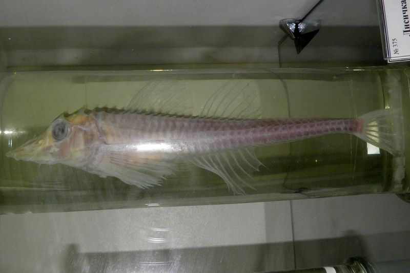 Freemanichthys thompsoni - Freemanichthys thompsoni - poacher.JPG