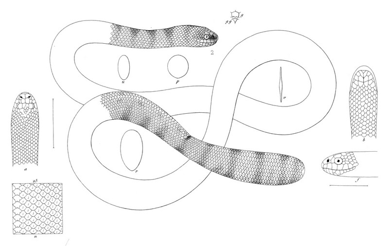 Acalyptus superciliosus - spiny-headed seasnake, Peron's sea snake (Acalyptophis peronii).jpg