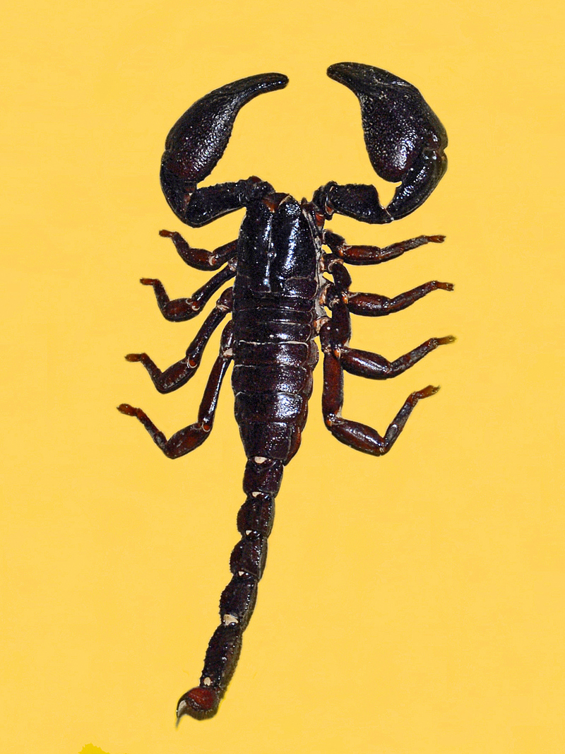 Scorpionidae - Heterometrus cyaneus - Heterometrus cyaneus (Asian Blue Forest Scorpion).JPG