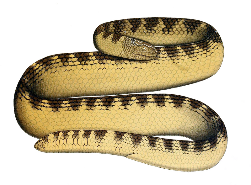 Aipysurus eydouxii - Aipysurus eydouxii (beaded sea snake).jpg