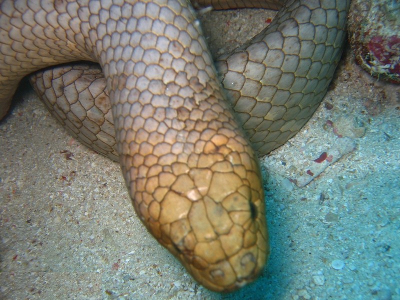 Aipysurus laevis - Aipysurus laevis (golden sea snake, olive sea snake).jpg