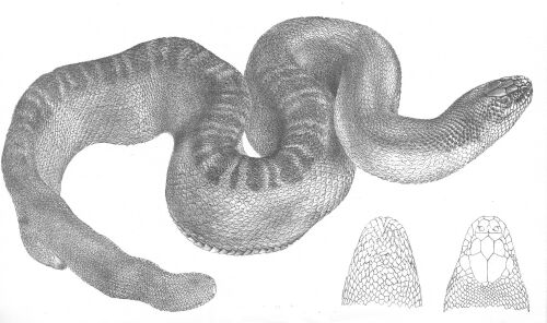 Hydrus Stokesii (Discoveries in Australia) - Astrotia stokesii (Stokes' seasnake, sea snake).jpg