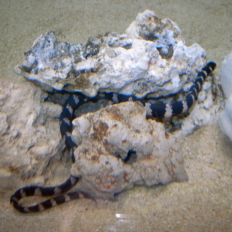 Emydocephalus ijimae by OpenCage - Emydocephalus ijimae (turtlehead sea snake).jpg