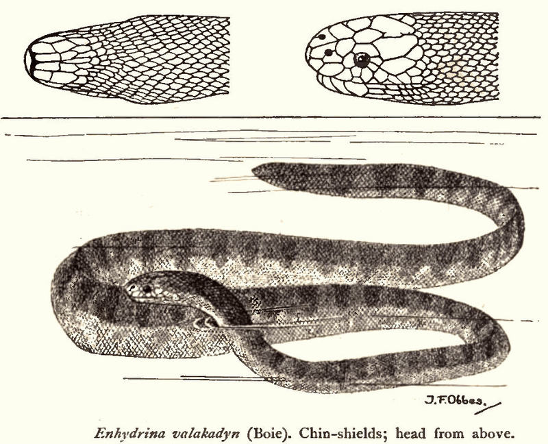 ValakadynRooij - Enhydrina schistosa (beaked sea snake).jpg