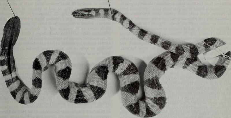 Bulletin of the Natural History Museum Zoology (1993-94) (20469704606) - Hydrophis lapemoides (Arabian Gulf sea snake).jpg