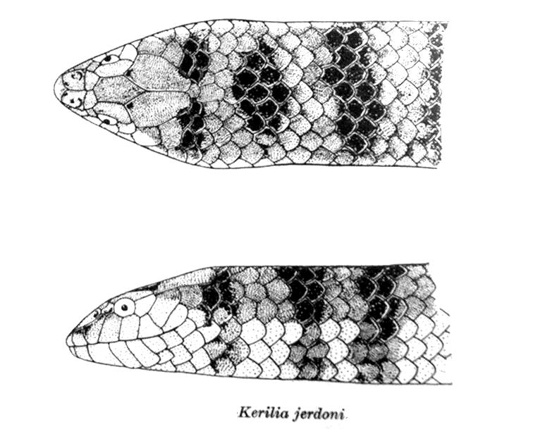 Kerilia.Jerdoni.Smith - Kerilia jerdonii (Jerdon's sea snake).jpg