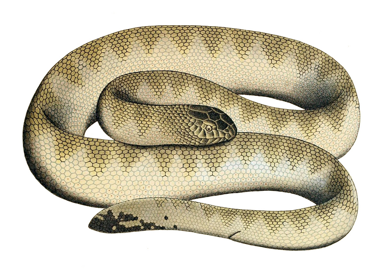 Lapemis hardwickii - Hydrophis hardwickii (spine-bellied sea snake).jpg