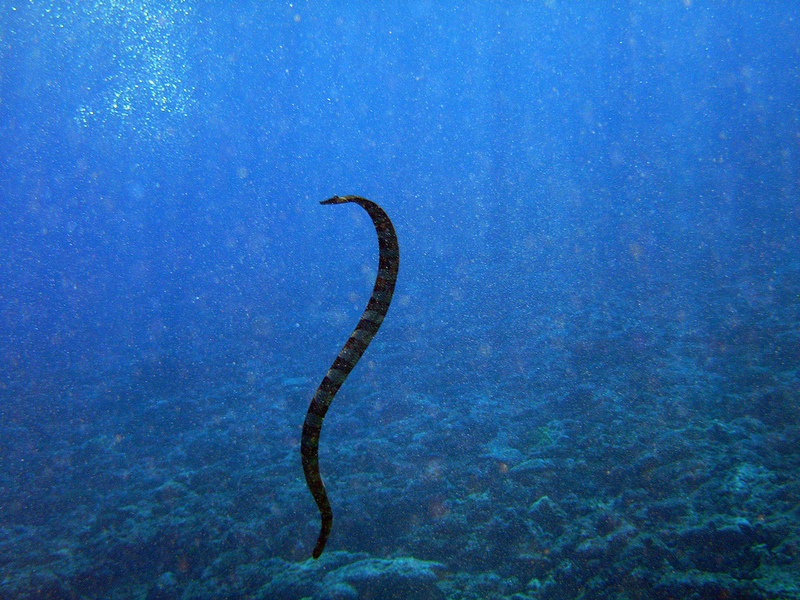 Sea Snake Niue - Laticauda schistorhynchus (katuali, flat-tail sea snake).jpg