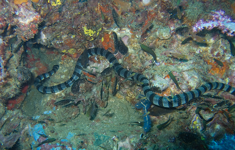 Banded Sea Snake-jonhanson - Laticauda laticaudata (blue-lipped sea krait).jpg