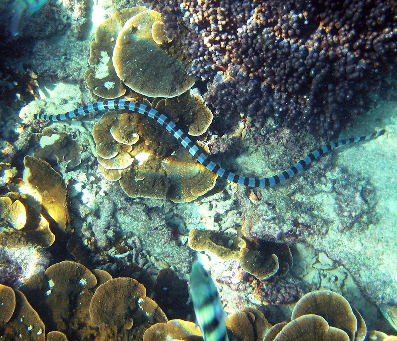 Laticauda laticaudata (Ko Samui) - Laticauda laticaudata (blue-lipped sea krait).jpg