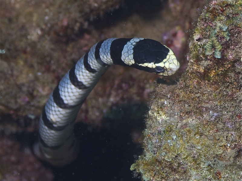 Laticauda colubrina (Zamboanguita) - Laticauda colubrina (banded sea krait).jpg