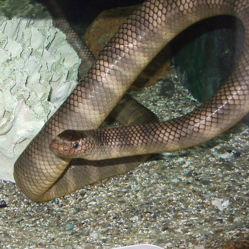Laticauda semifasciata - Laticauda semifasciata (black-banded sea krait, Chinese sea snake).jpg