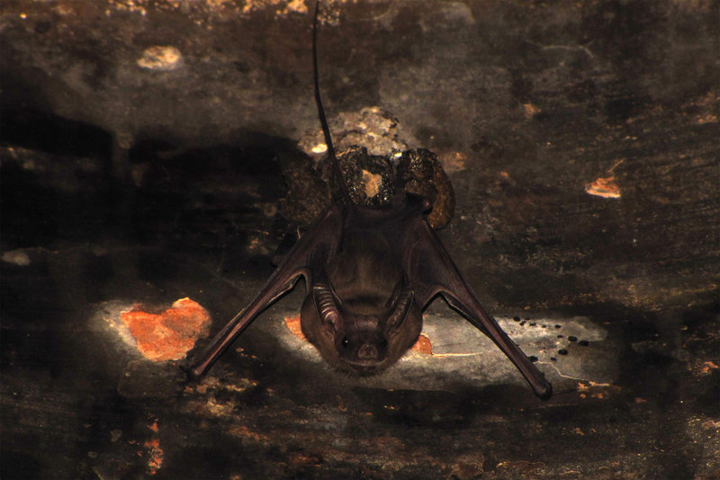 Lesser Mouse- tailed Bat (Rhinopoma hardwickii).jpg