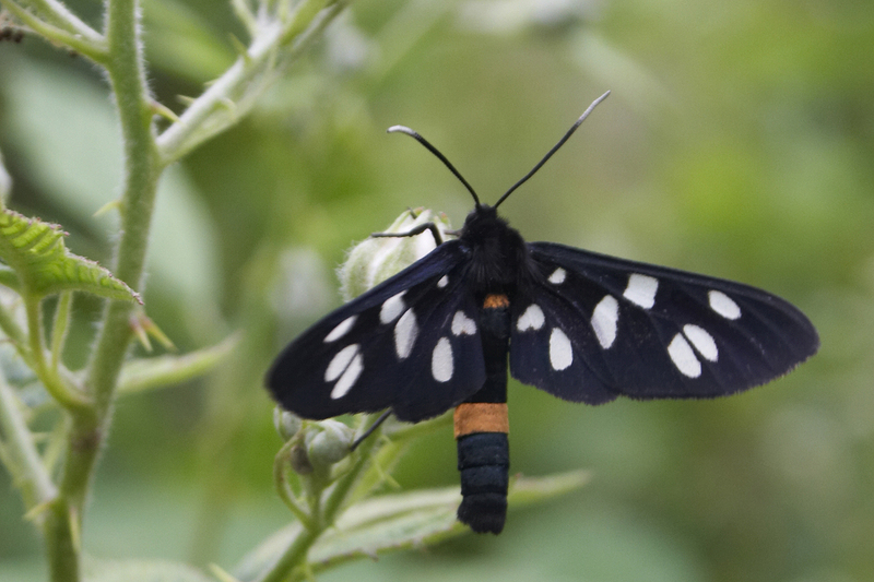 Amata phegea - Amata phegea, nine-spotted moth.jpg