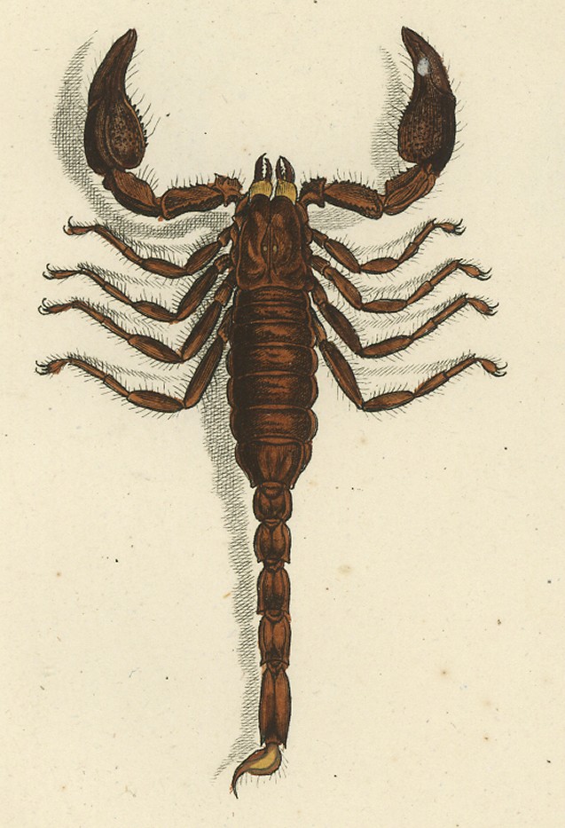 Heterometrus indus 1800 - Heterometrus indus, giant forest scorpion.jpg
