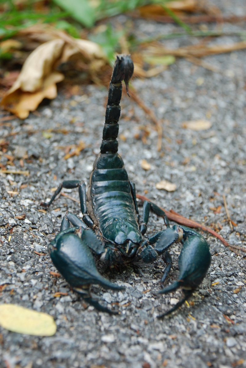 Asian forest scorpion in Khao Yai National Park - Heterometrus laoticus.JPG