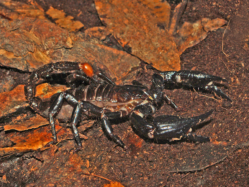 Scorpionidae - Heterometrus spinifer - Heterometrus spinifer, giant forest scorpion, giant blue scorpion.jpg