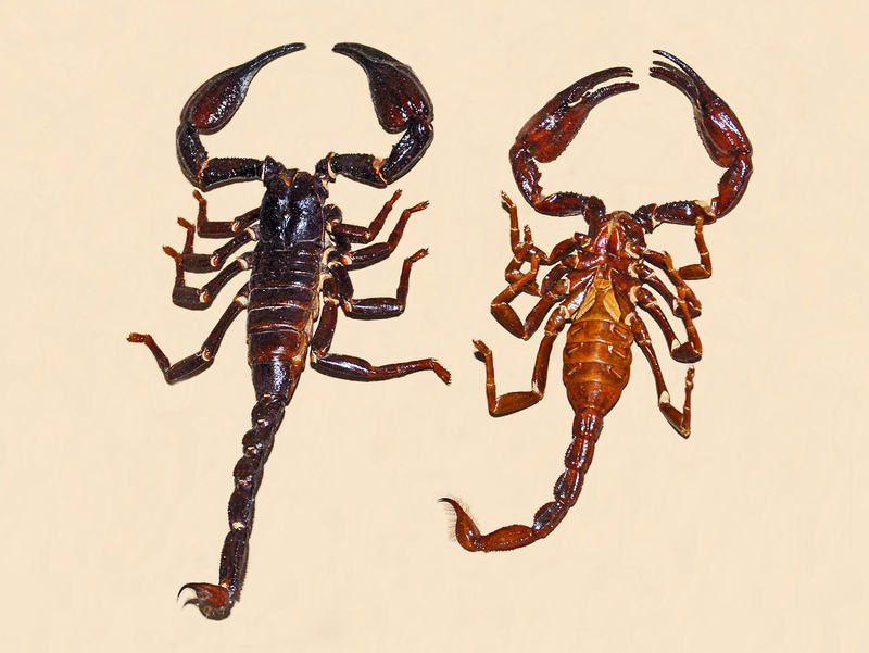 Scorpionidae - Heterometrus longimanus - Heterometrus longimanus, black emperor scorpion, Asian forest scorpion.JPG