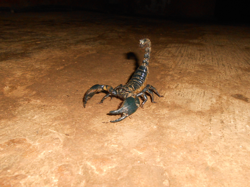Giant forest scorpion - Heterometrus swammerdami, giant forest scorpion.JPG