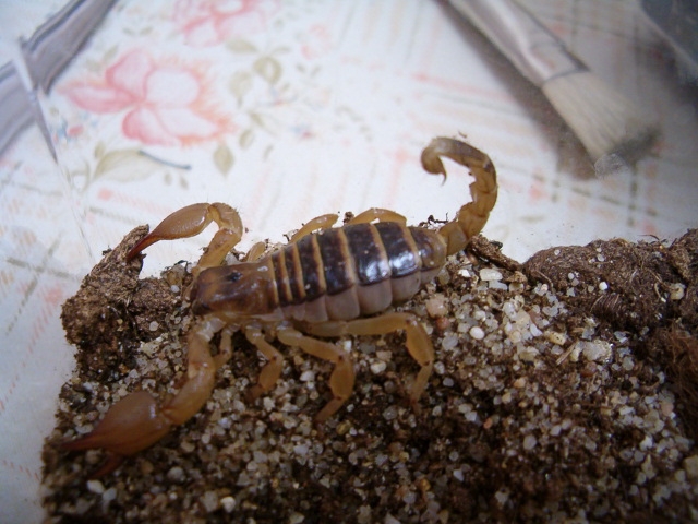 Opistophthalmus boehmi - scorpion.png